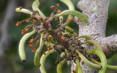 Reincorporación de la flor masculina de Ceratonia siliqua, algarrobo para los amigos