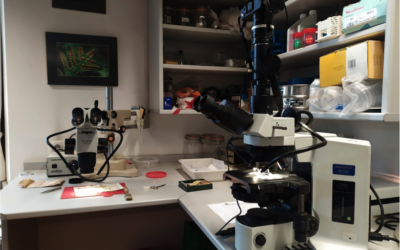 Introducción a la Microfotografía