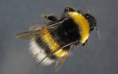 Entomología