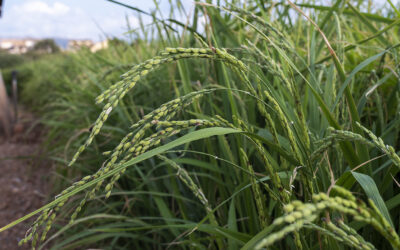 FENOLOGÍA DEL ARROZ