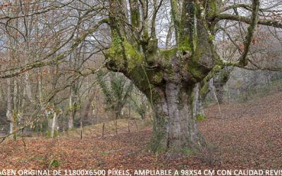 TRASMOCHOS, COMO SE HIZO